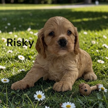 puppy, for, sale, Cocker Spaniel, Joe & Cherri  Overlease, dog, breeder, Miller, MO, dog-breeder, puppy-for-sale, forsale, nearby, find, puppyfind, locator, puppylocator, aca